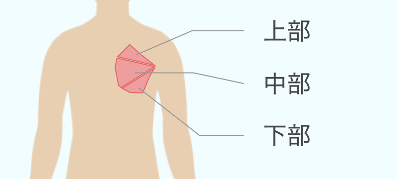 胸筋の部位別画像